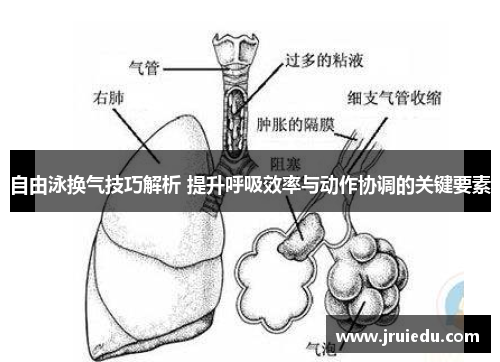 自由泳换气技巧解析 提升呼吸效率与动作协调的关键要素